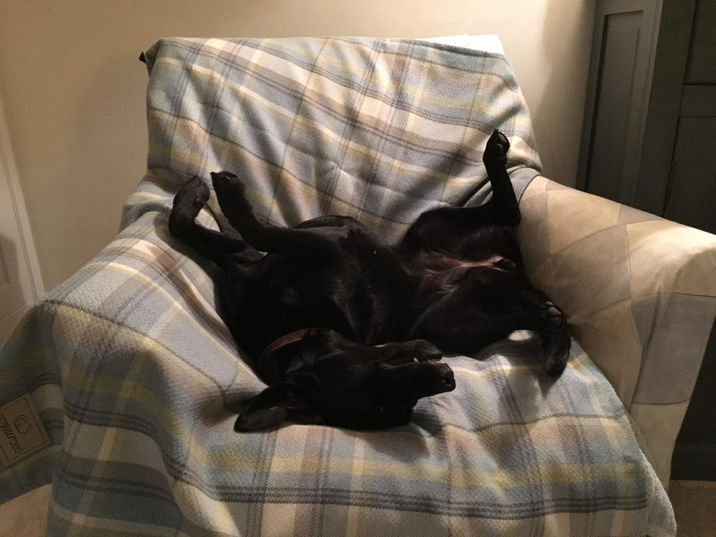 PEPPER LOVING HER NEW TARTAN THROW!